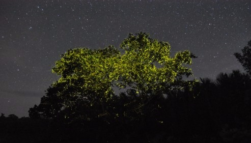 synchronous-fireflies-philippines